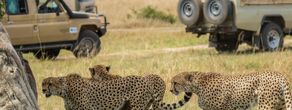 Safari guests watching cheetahs during Tanzania fly-in safari
