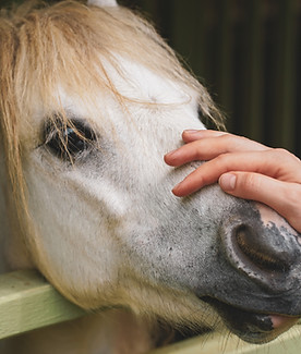 Image by Dmitry Mashkin