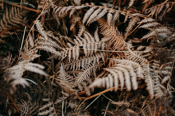 Image by Annie Spratt