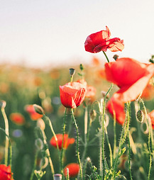 Image by Agnese Rudzīte