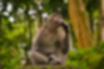 Using MonkeyRunner to Test Android Apps