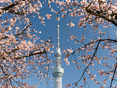 Best Cherry Blossom Spots in Tokyo: Where to See Sakura and Enjoy Hanami 