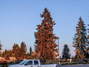Emergency Tree Service in Dayton, Virginia: Fast Help When Trees Become Dangerous