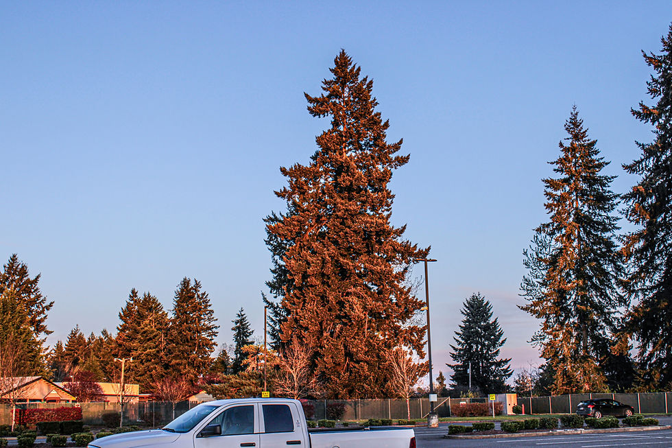 White truck parked under tall evergreens at sunset. Clear blue sky, and trees casting long shadows create a serene atmosphere.