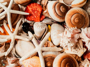 shells
