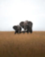 African elephant with calf walking through savanna grass