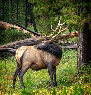 Image by sterlinglanier Lanier
