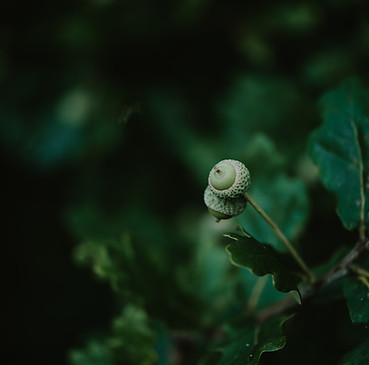 Image by Annie Spratt