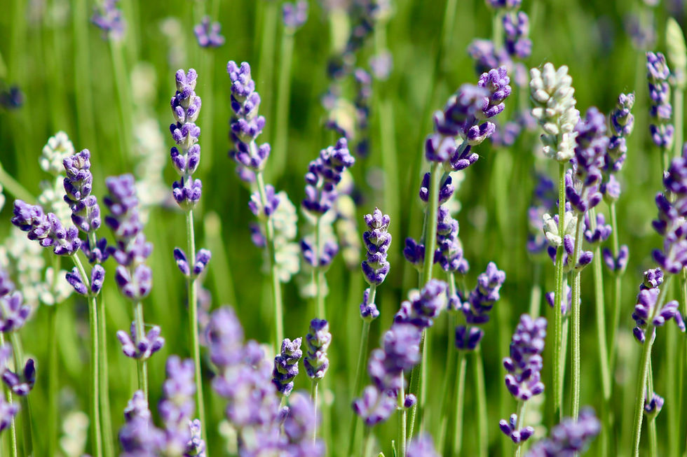 lavendula