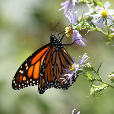Waarom is biodiversiteit belangrijk?