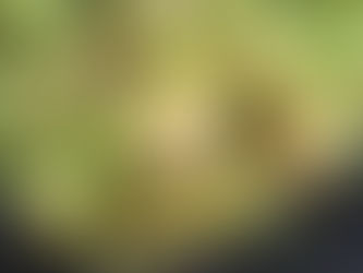 Jesienne superfoods w Twoim warzywniaku