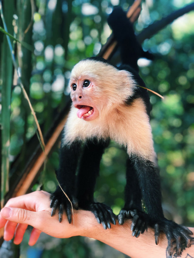 Costa Rica Adventure: Nature’s Playground — photo 1
