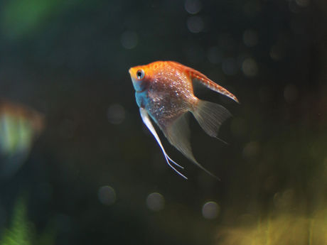 Strange fish
