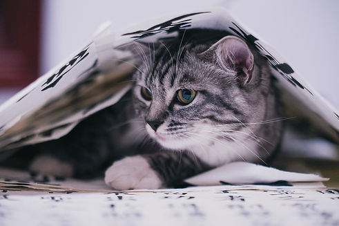 Image by Sammy Xu
