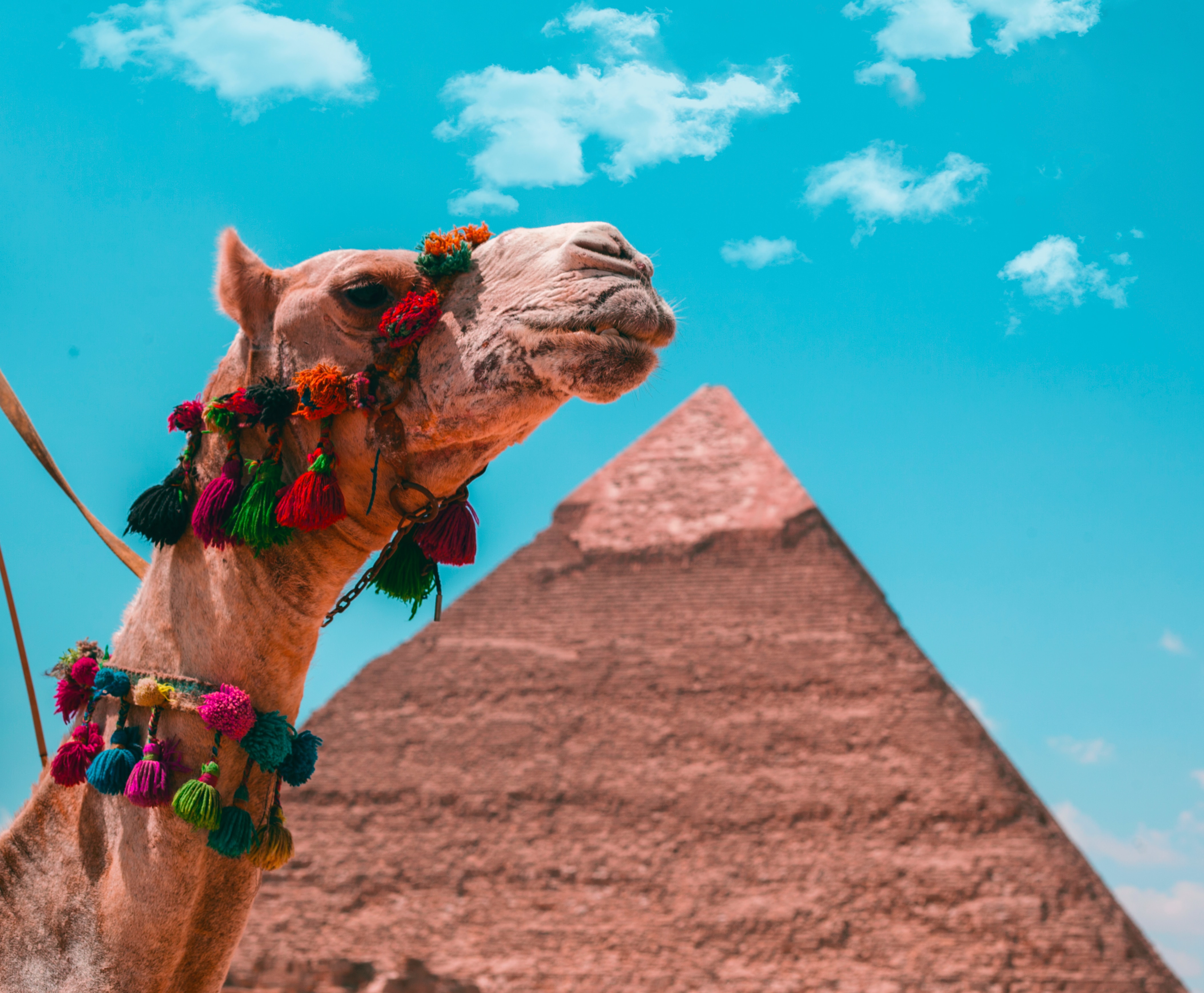 Image by Omar Elsharawy