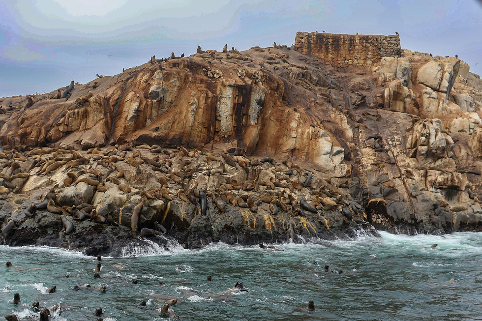 Sea lions swimming in the ocean, with the rocky Palomino Island in the background and an old building on top.