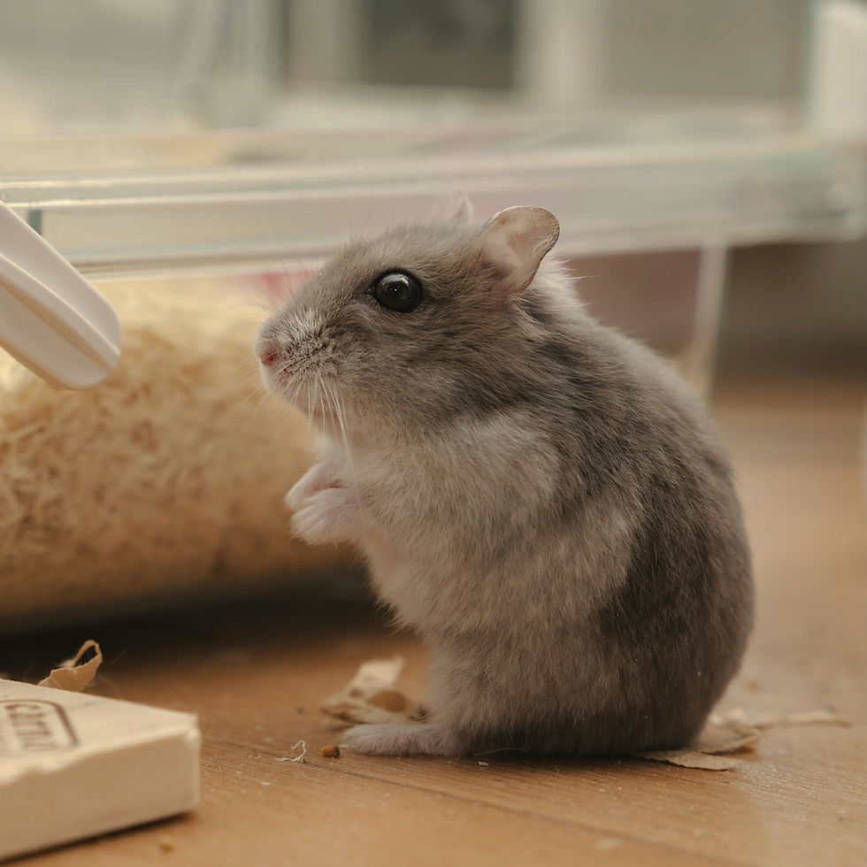 Gray hamster sits on a wooden floor beside its cage, looking left with a curious expression.