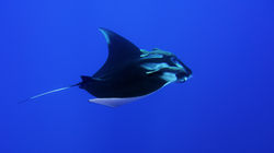Manta oceanica
