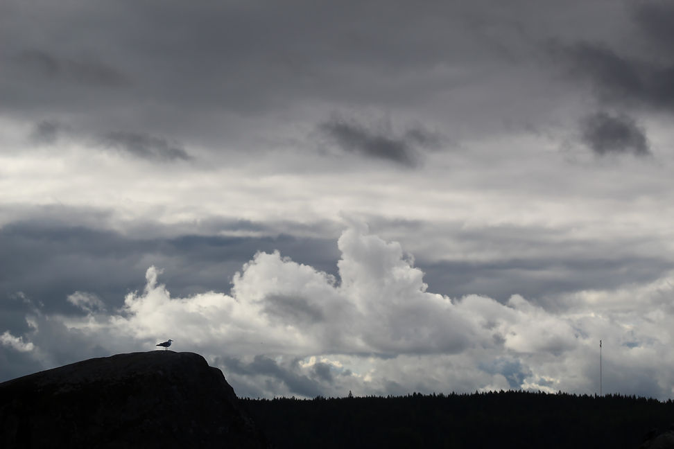 Image by Anne Nygård