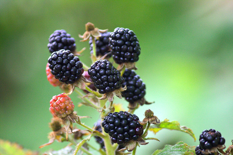 Blackberry Patch