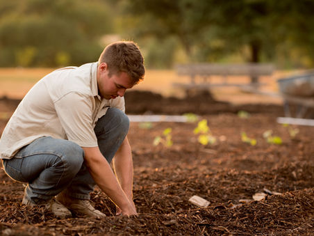 Add Color To Your Yard With A Low Maintenance Garden