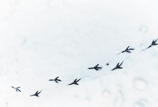 Image by Jan Canty