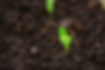 Green sprouts rising from rich soil