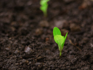 Close-up of a tiny green seedling with two leaves growing in soil against a blurred gray background.
