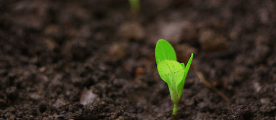 Soil as a public good is becoming a food security test