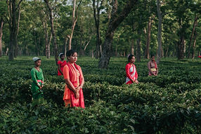 Image by Nilotpal Kalita