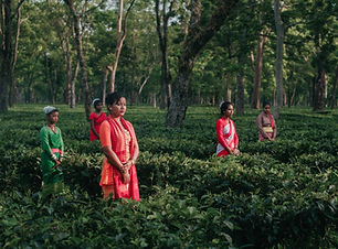Image by Nilotpal Kalita