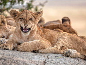 The Most Famous Safari Parks In Tanzania | Decide Where To Visit This Season