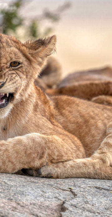 Lion cubs having a sleep on a rock