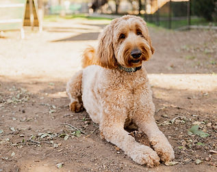goldendoodle breeder