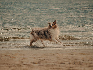 Baignade du chien : comment bien la préparer et quels soins apporter après l’eau ?