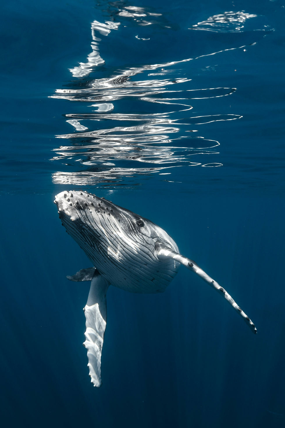 Ballena Jorobada en Baja California Sur