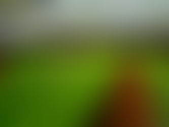 Rows of vibrant green lettuce grow in a greenhouse with a transparent roof and earthy floor, creating a lush, orderly scene.