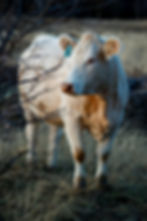 Charolais Cattle