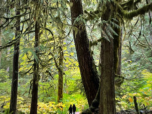 Two people walk along a forest path surrounded by tall trees and lush green foliage. The setting is peaceful and natural.