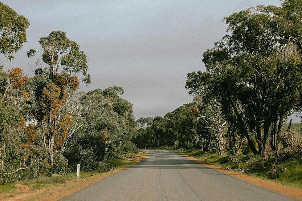 view down a road in the southwest of western aiustralia with native trees either side. photo by rachel kucera for treeco arboriculture margaret river for blog about protecting margaret river ecosystems