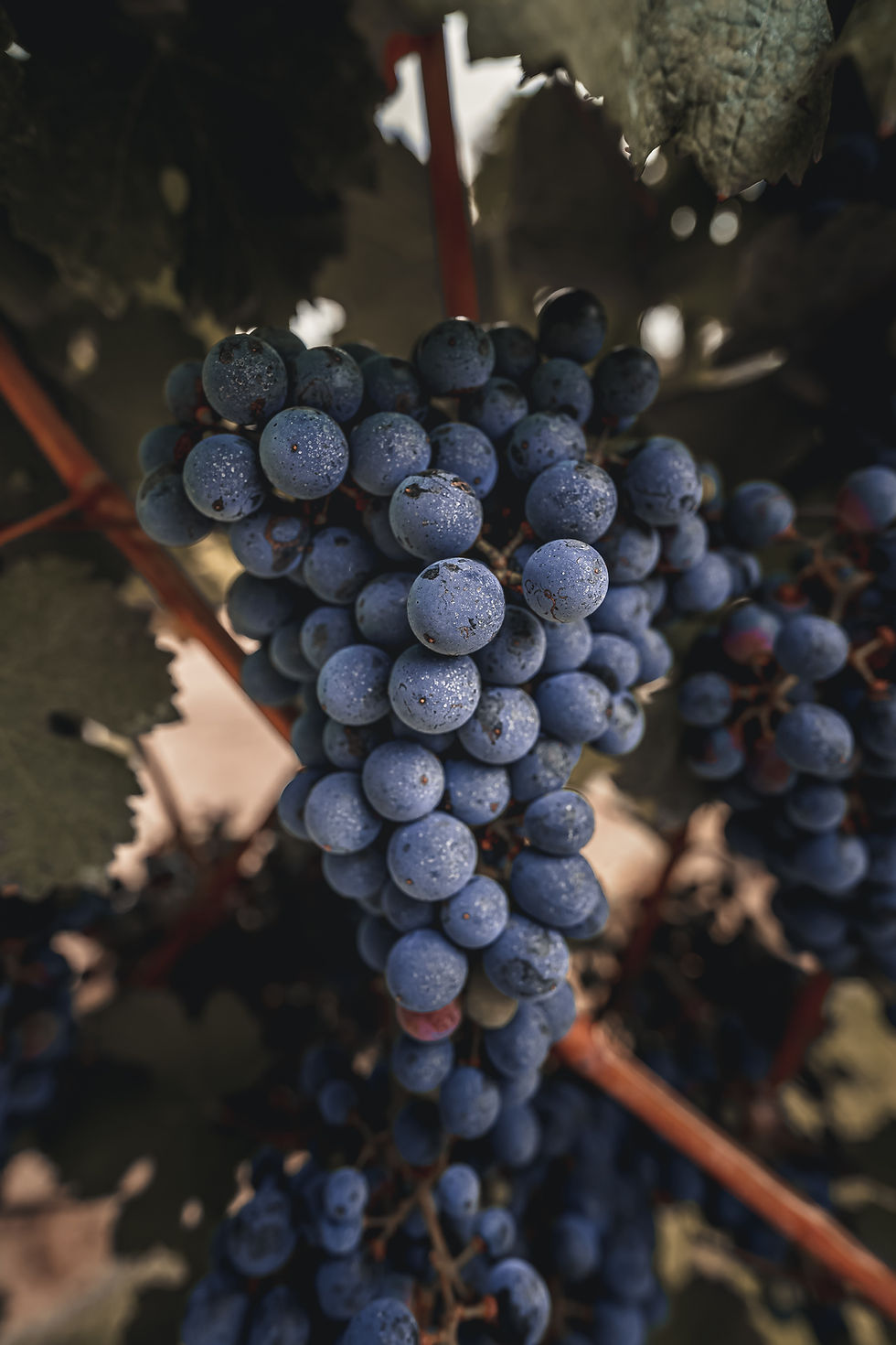 Merlot Grapes