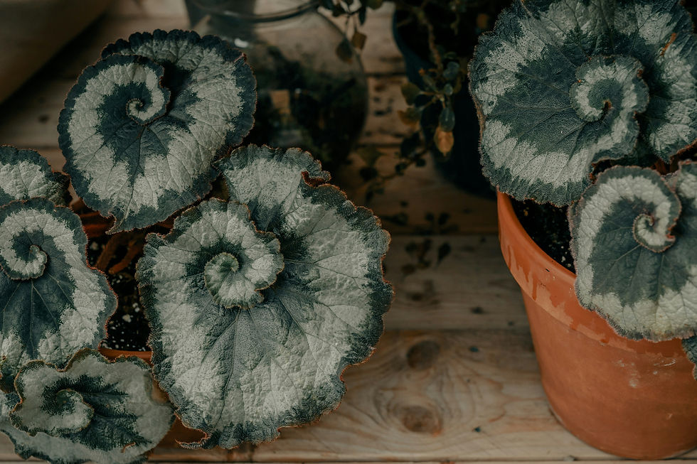 Image by Clay Banks