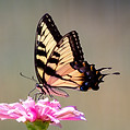 Image de Joshua J. Cotten