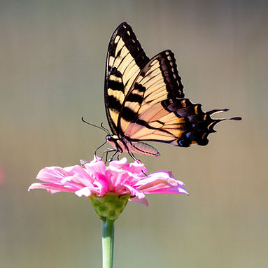 Orange and black butterfly sitting on a pink flower