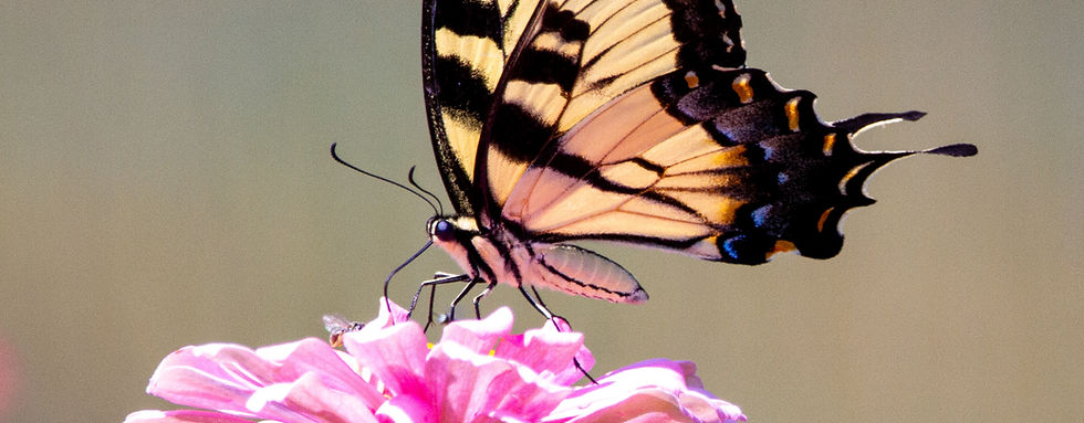 Orange and black butterfly sitting on a pink flower