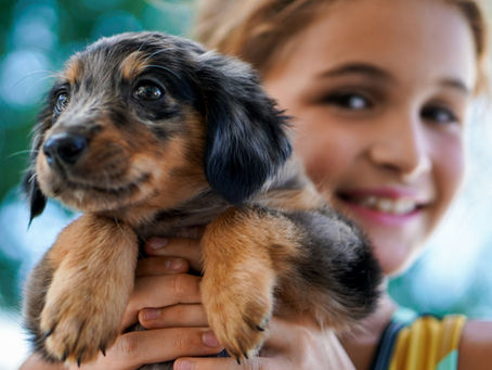 What do I need to buy for my puppy?