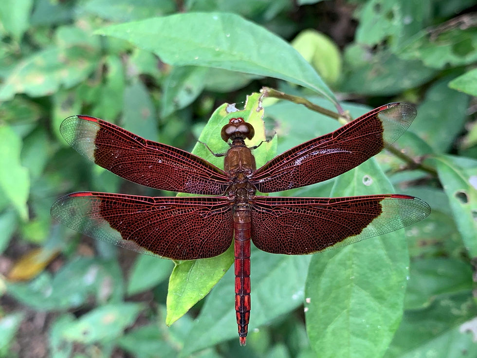 Red dragonfly with wings spread on a green leaf, set against blurred foliage.