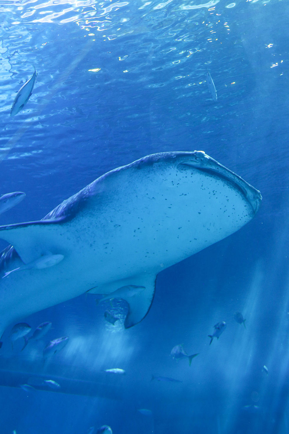 Whale shark swimming in Western Australia.
