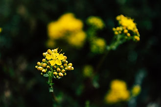 Image by Sam Moqadam