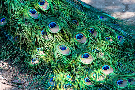 Image by Stephanie LeBlanc